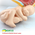 VENDER 12448 Pelvis de embarazo de primera calidad - Infancia de 40 meses, modelos de anatomía Pelvis de embarazo con feto maduro
